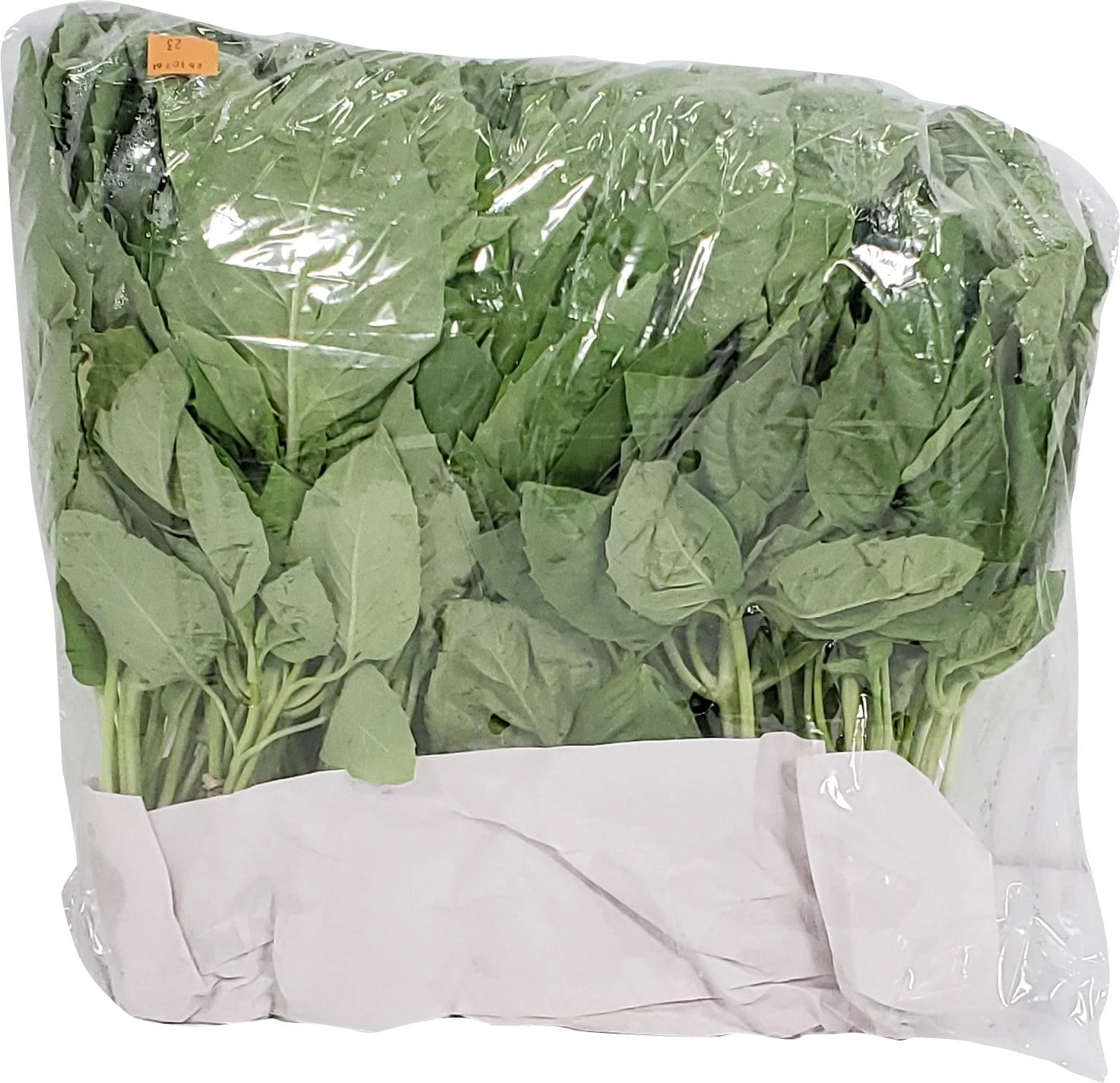 Fresh - Basil Green - Image 2