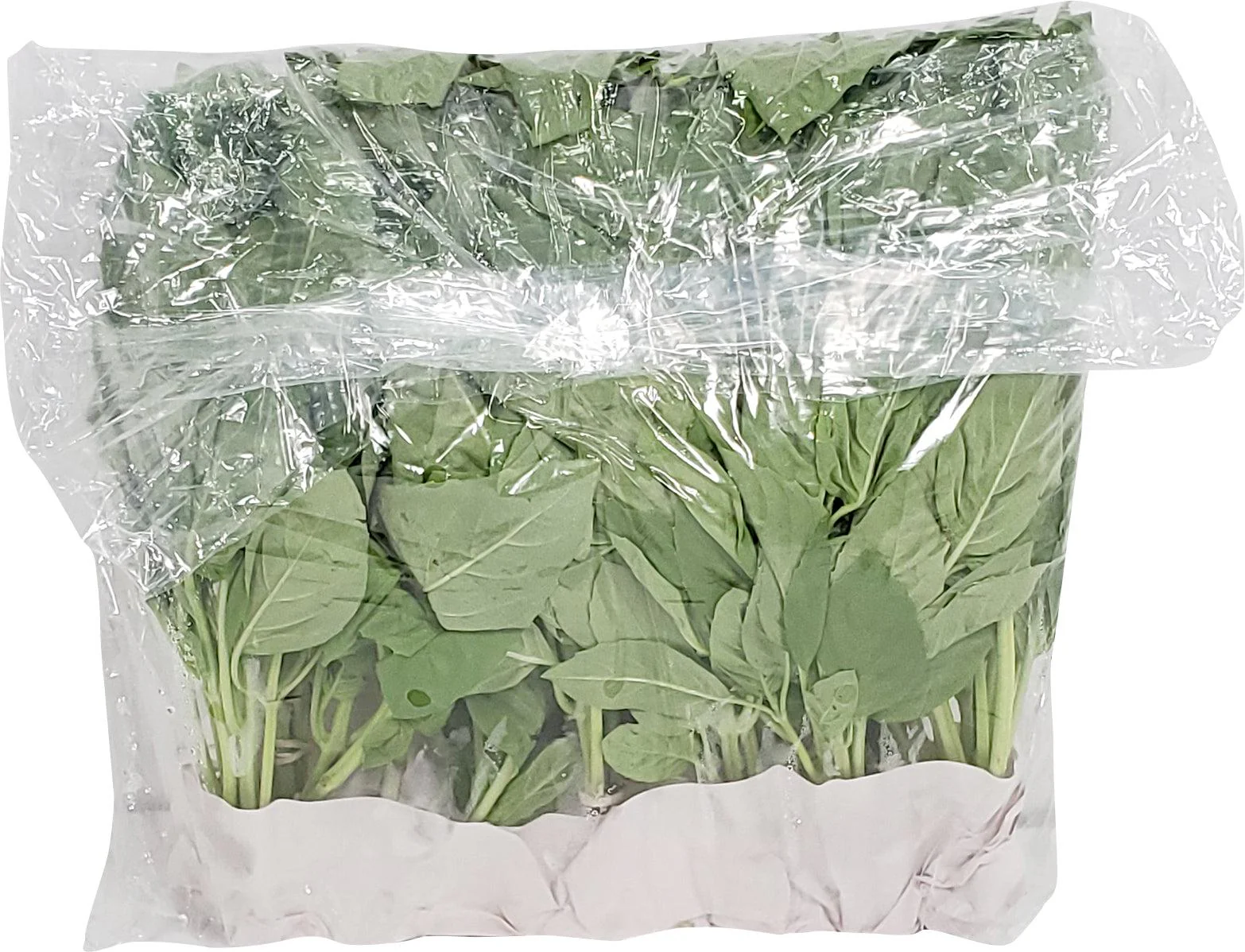 Fresh - Basil Green - Image 3