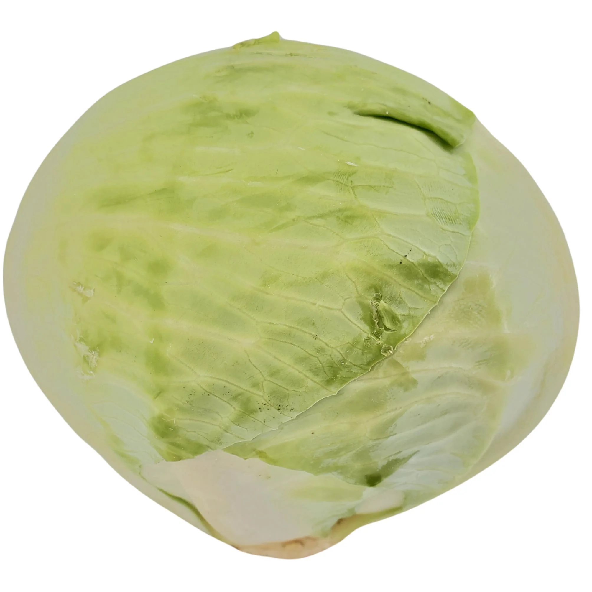 Fresh - Cabbage - Green - Image 2