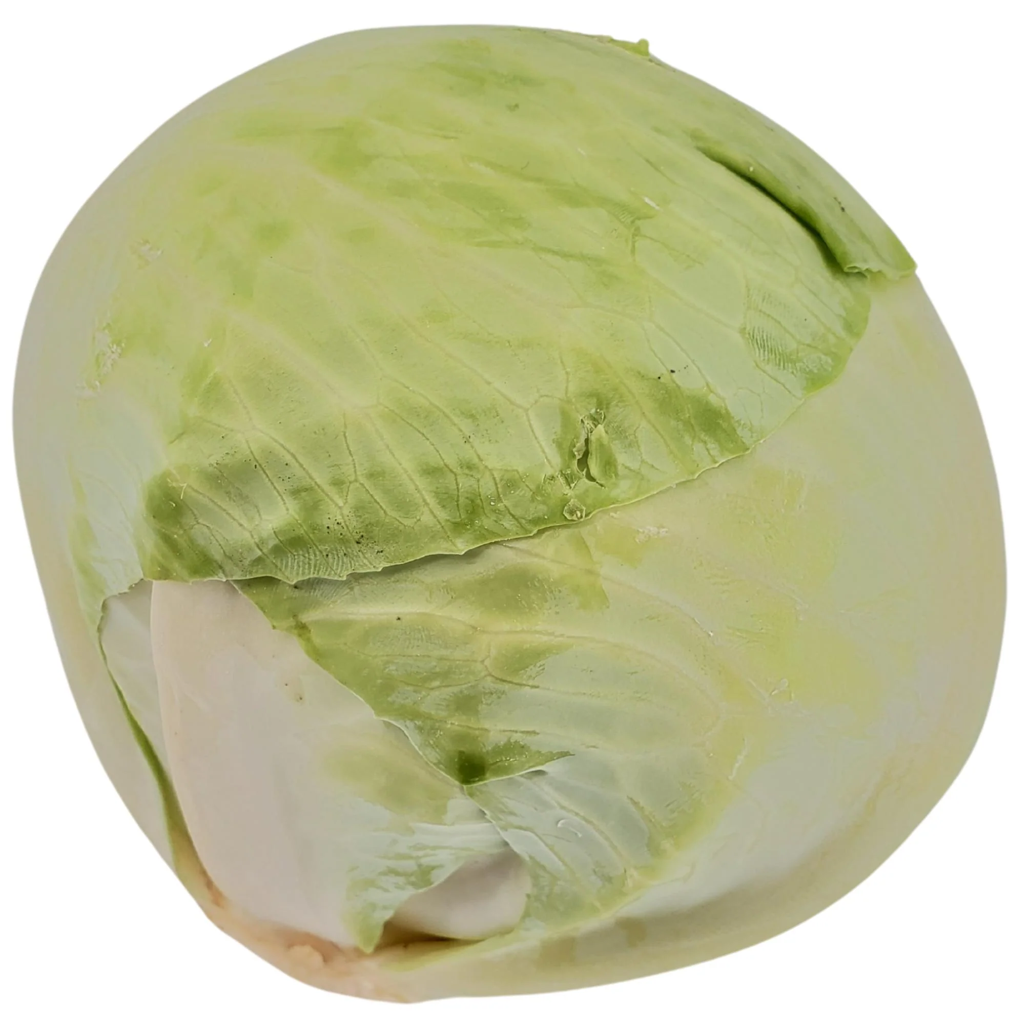 Fresh - Cabbage - Green - Image 3
