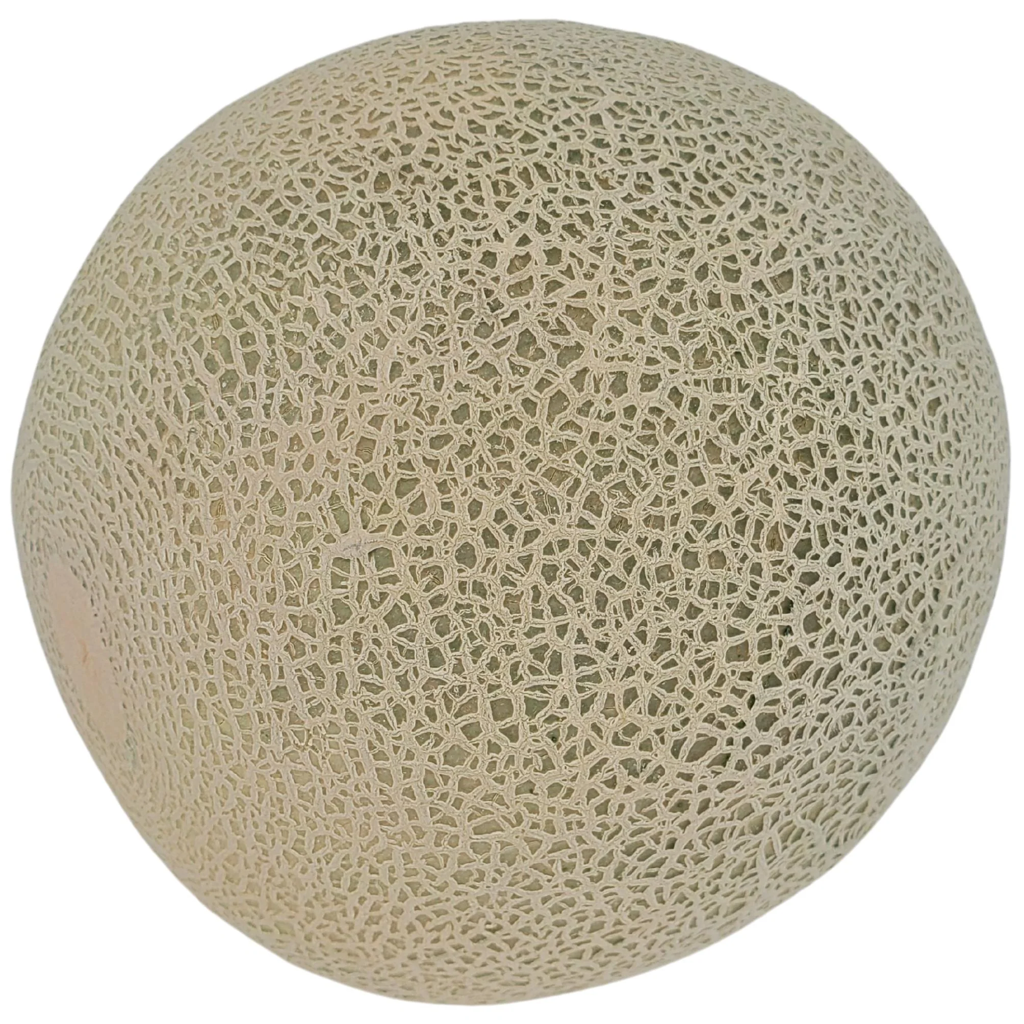 Fresh - Cantalope - Jumbo - Image 2