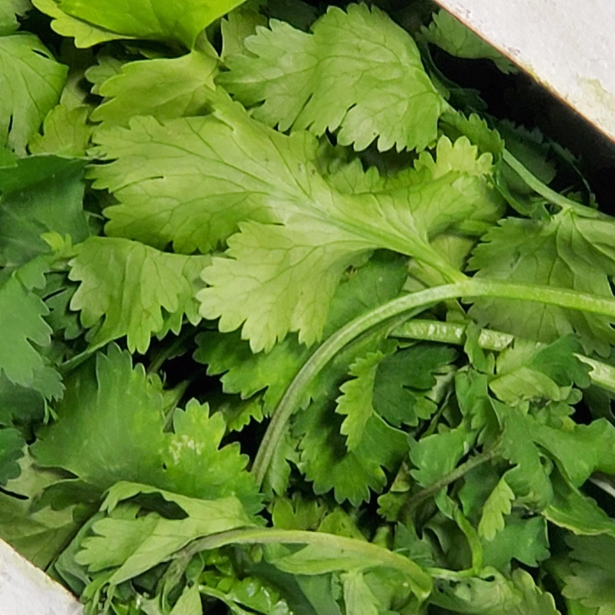 Fresh - Coriander/Cilantro - Image 2