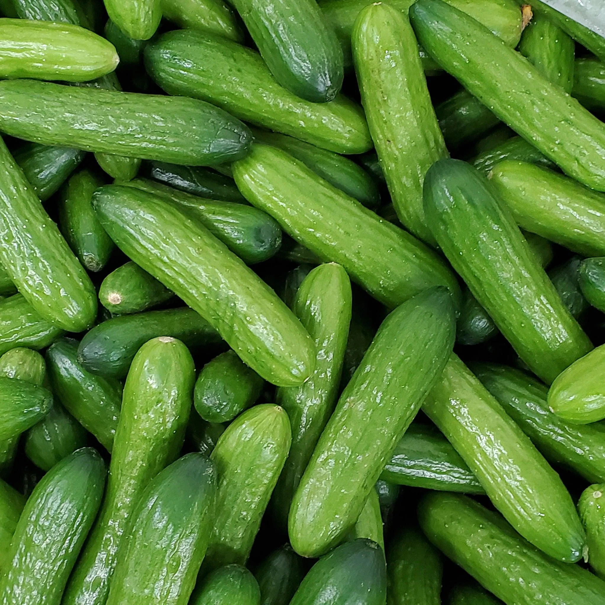 Fresh - Cucumber - Baby - Image 2