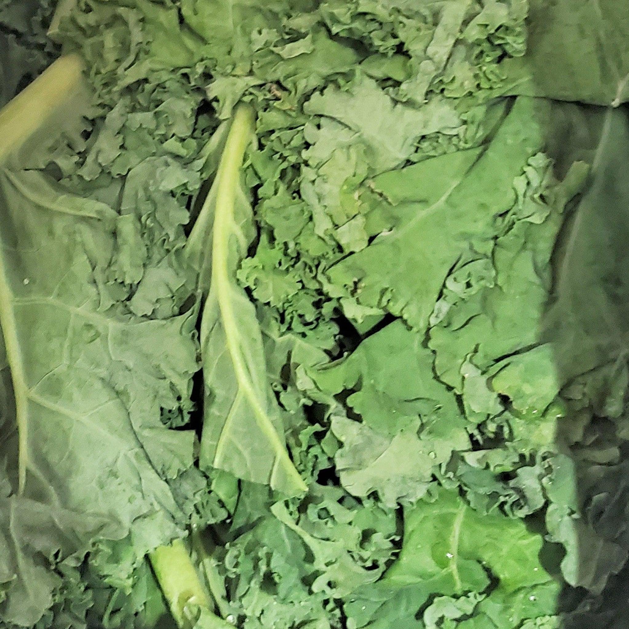 Fresh - Green Kale (Bunch) - Image 2