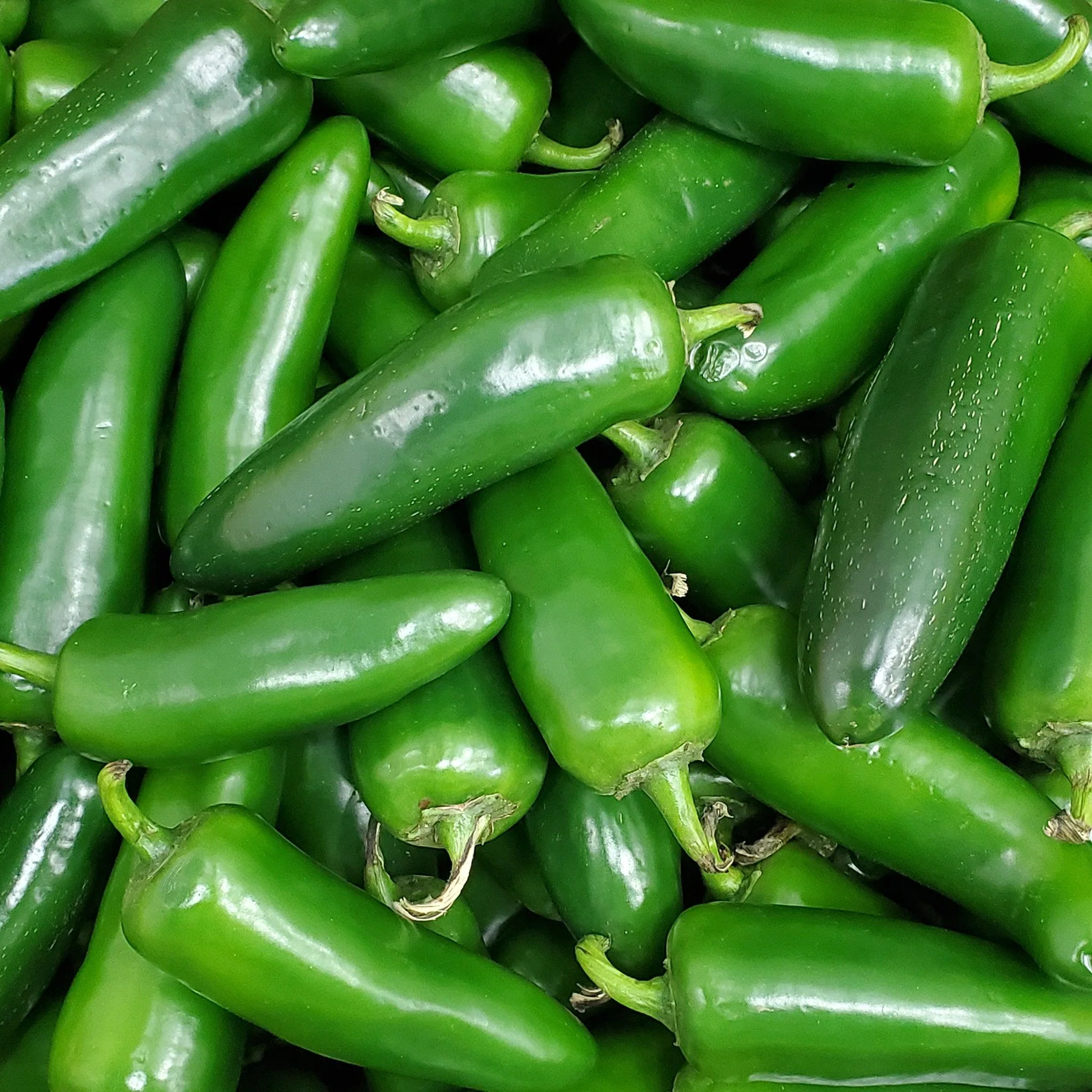 Fresh - Jalapeno Peppers - Image 2