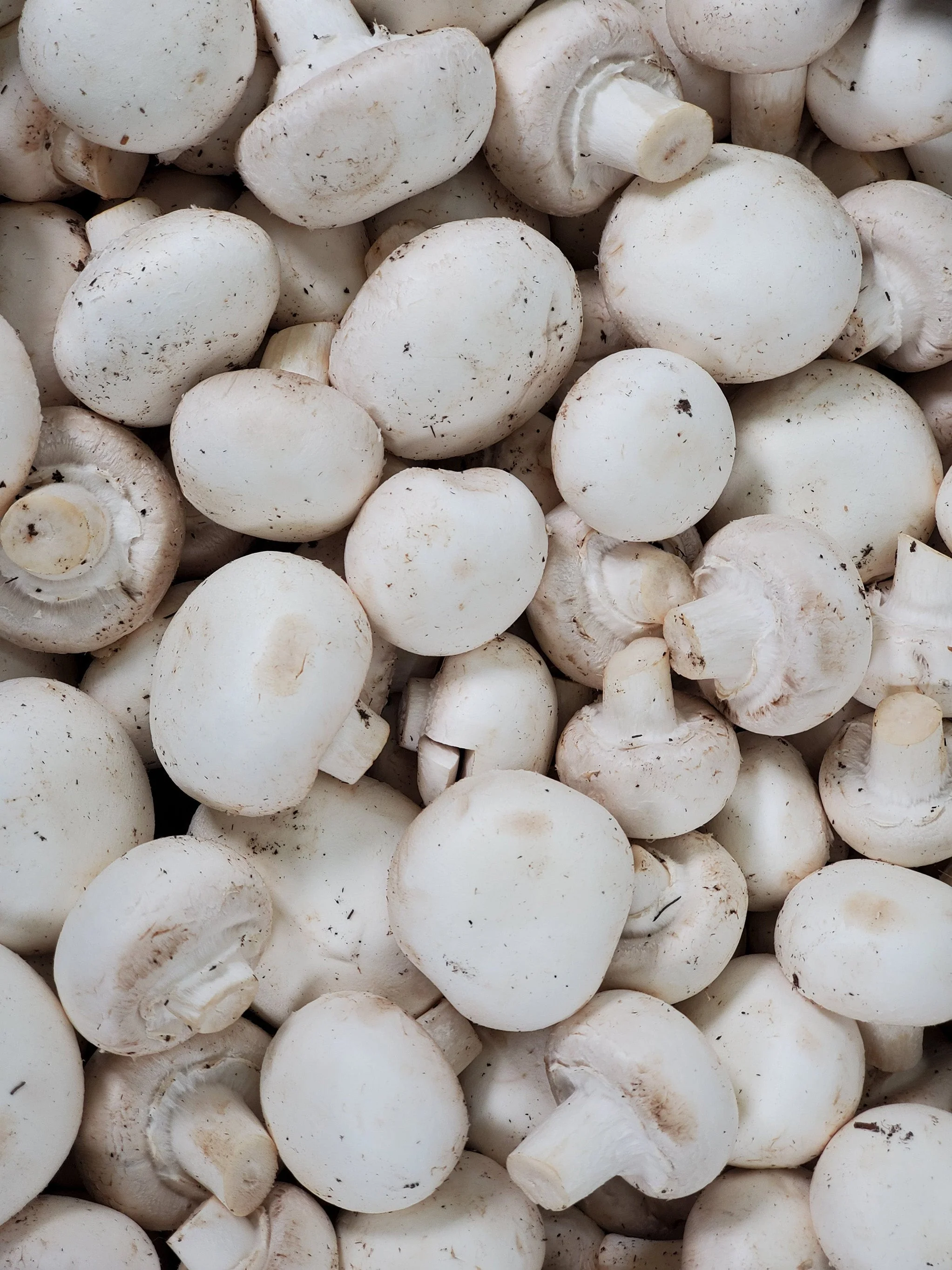 Fresh - Mushrooms - Whole - Image 2